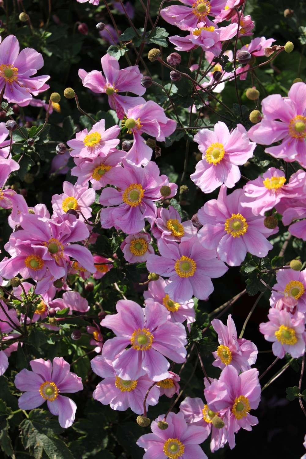 Høstanemone 'Königin Charlotte'